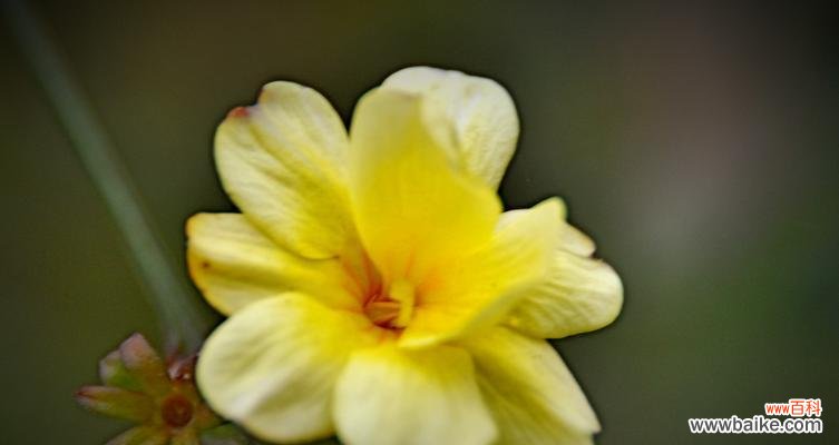 迎春花的介绍及其代表的意义 迎春花