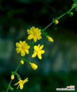 迎春花的寓意与神话故事 春天的使者——迎春花的花语与传说