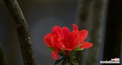 映山红的美丽 映山红的花语与寓意