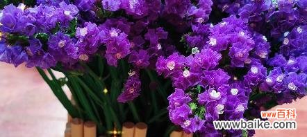 探索永生花的花语与特点 永生花的魅力与养护全攻略