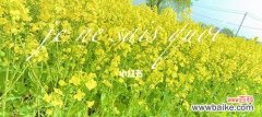 春天的黄金 油菜花的花语与传说