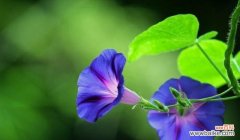 神奇的榆树之谜与花语的启示 榆树的花语和传说——生命的坚韧与希望