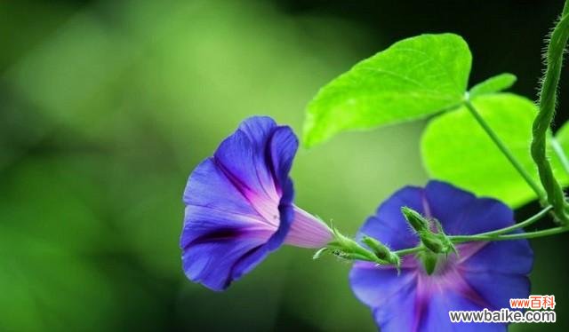 神奇的榆树之谜与花语的启示 榆树的花语和传说——生命的坚韧与希望