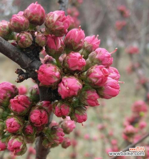 解读榆叶梅的花语 以榆叶梅的花语及作用