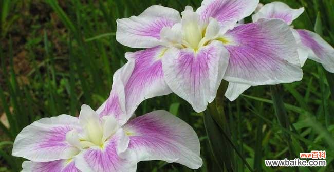 揭开鱼腥草的神秘面纱 鱼腥草的花语及传说