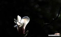 以玉兰花为主角的花卉文化探索 玉兰花