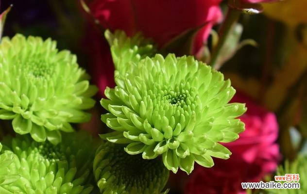 东洋菊的花语寓意是什么？东洋菊代表什么？