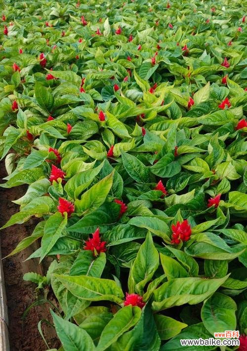 功夫鸡植物的花语是什么？功夫鸡植物象征着什么？