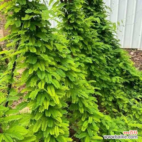 功夫鸡植物的花语是什么？功夫鸡植物象征着什么？