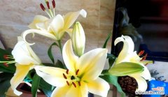 清纯和纯洁的花语是什么？哪种花象征着纯洁无暇？