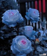 清澈而纯粹的爱花语代表什么？哪种花表达这种情感？