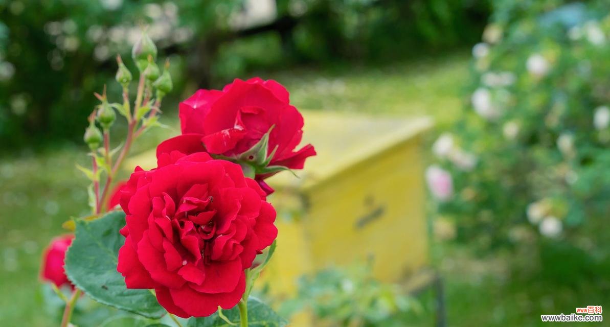 哪种花的花语是永不说谎?永不说谎的花语有哪些?