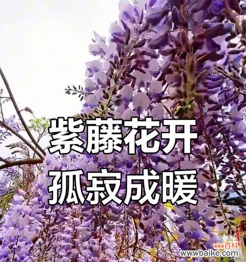 什么花的花语代表孤独？如何用花表达寂寞？
