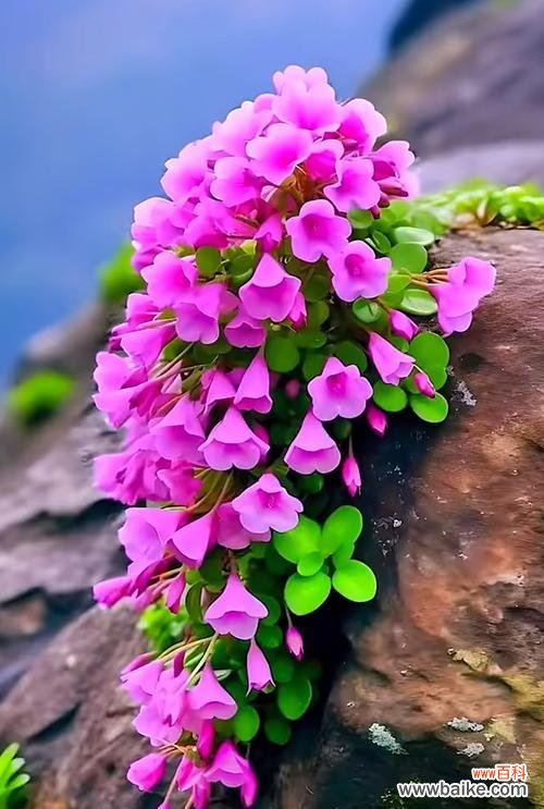 什么花的花语代表孤独？如何用花表达寂寞？