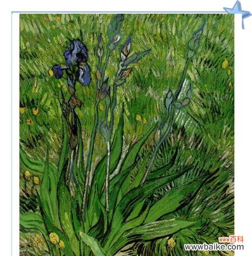 什么花的花语代表孤独？如何用花表达寂寞？