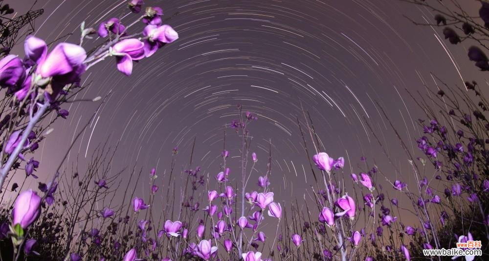 星空花语代表的纯真含义是什么？