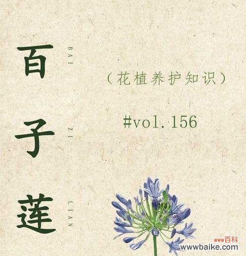 表白时选择哪种花语最合适？花语如何表达爱意？