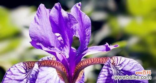 淡紫色的花有哪些特别的花语？