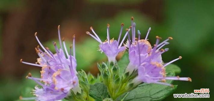 淡紫色的花有哪些特别的花语？