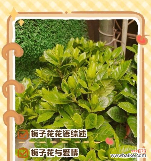 王燕老师在其作品中传达了哪些花语？