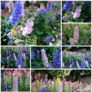 王燕老师在其作品中传达了哪些花语？