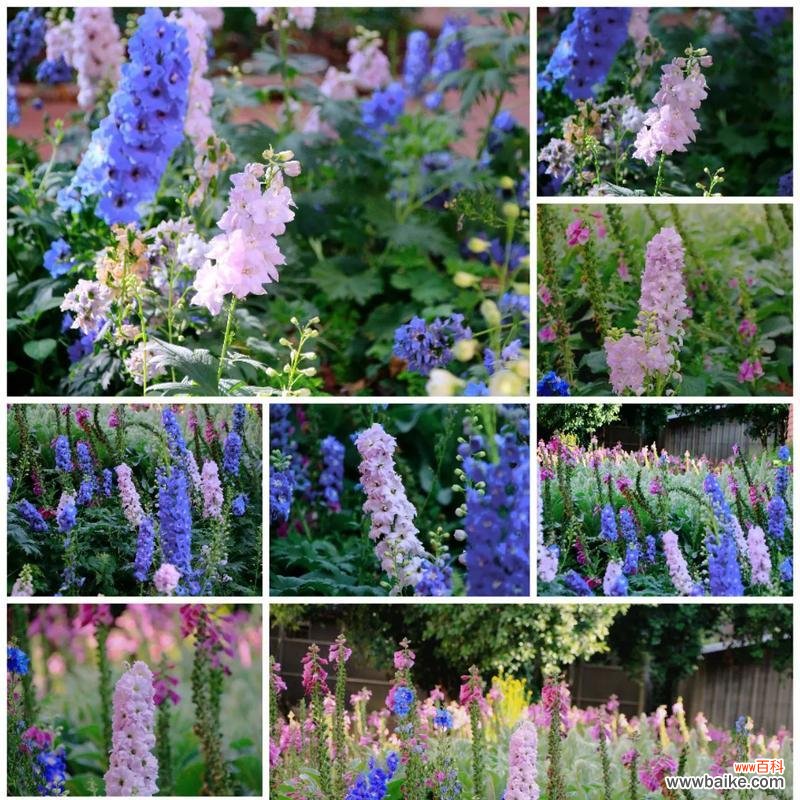 王燕老师在其作品中传达了哪些花语？