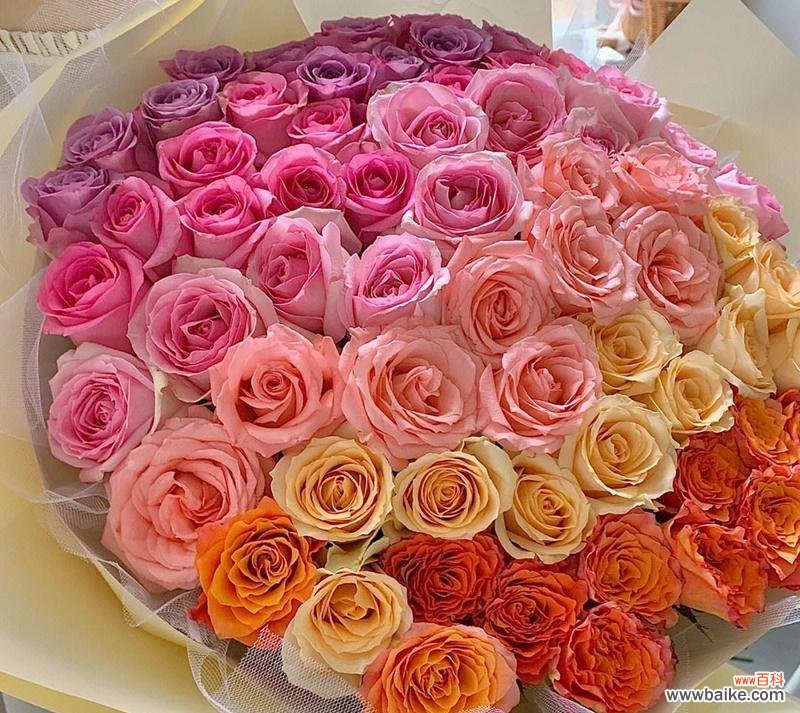 67朵玫瑰花的花语是什么?代表了哪些情感?