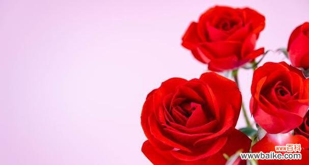 浴火重生的玫瑰花象征什么？它的花语有何深意？