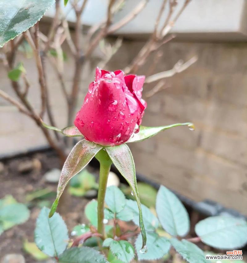 浴火重生的玫瑰花象征什么？它的花语有何深意？