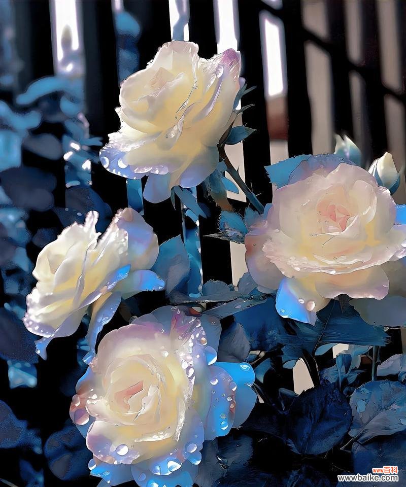 浴火重生的玫瑰花象征什么？它的花语有何深意？