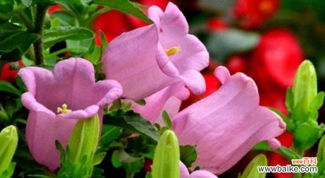 探索熏衣草的花语，解读其丰富寓意 熏衣草花语与寓意