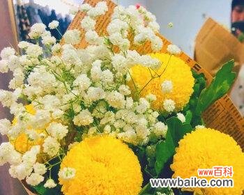 探寻花朵的心语,品味雪球花的美丽与寓意 雪球花花语的奥秘与解读