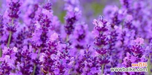 揭开薰衣草的象征意义,体验它带来的内心平静 薰衣草