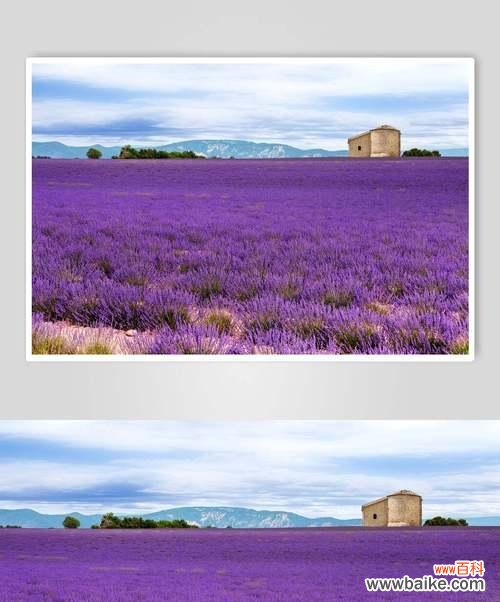 揭开薰衣草的象征意义,体验它带来的内心平静 薰衣草