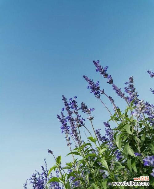 探寻薰衣草花语的深层意义，揭示其神奇的力量 薰衣草的花语