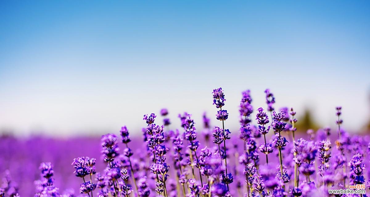 探寻薰衣草花语的深层意义，揭示其神奇的力量 薰衣草的花语