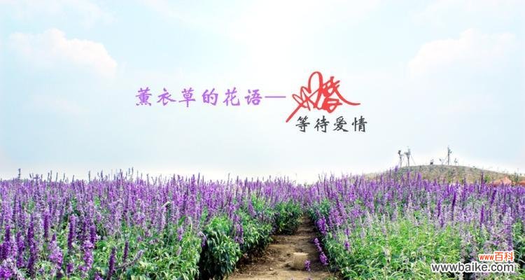 探寻紫色薰衣草的神秘魅力与情感表达 紫色薰衣草的花语及其象征意义