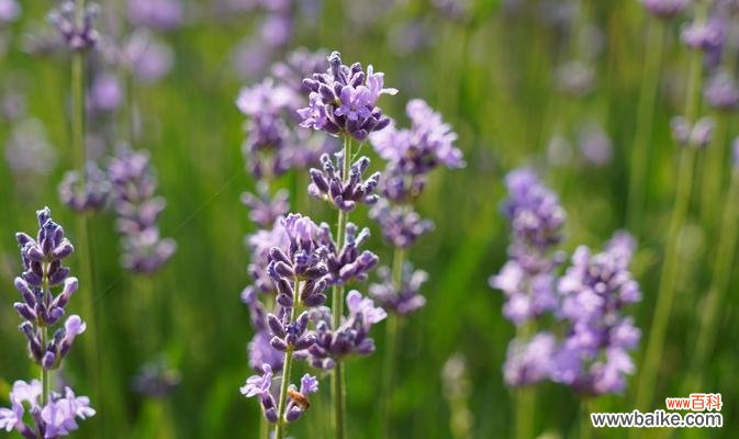 探寻薰衣草花语，领略清幽与宁静 薰衣草的花语和寓意