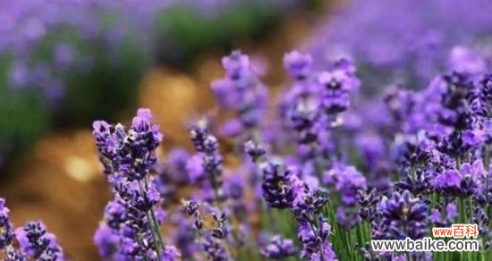 探寻薰衣草花语，领略清幽与宁静 薰衣草的花语和寓意