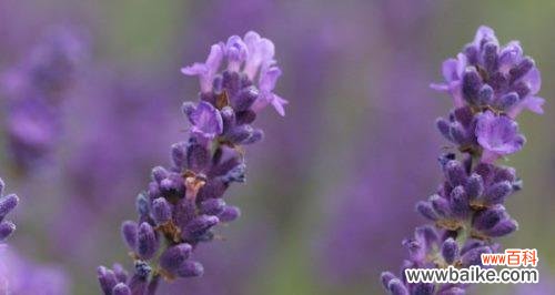 揭秘薰衣草的神奇之处 薰衣草的寓意与传说