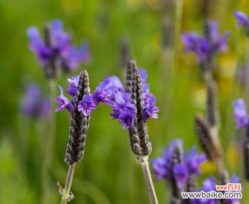 揭秘薰衣草的花语和象征意义，为您推荐适合赠送的对象 薰衣草花语与寓意