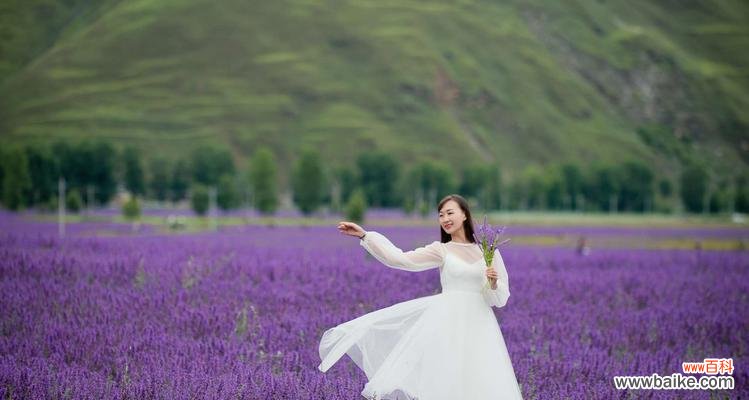 薰衣草花语的意义及其传说故事 薰衣草的花语与传说