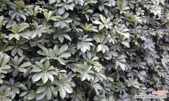 探索鸭脚木的象征意义及文化背景 以鸭脚木的寓意是什么?