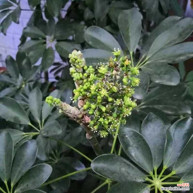 探索鸭脚木的象征意义及文化背景 以鸭脚木的寓意是什么?