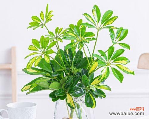 探索鸭脚木的象征意义及文化背景 以鸭脚木的寓意是什么?