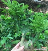 带来好运与繁荣 玉麒麟绿植的寓意与意义