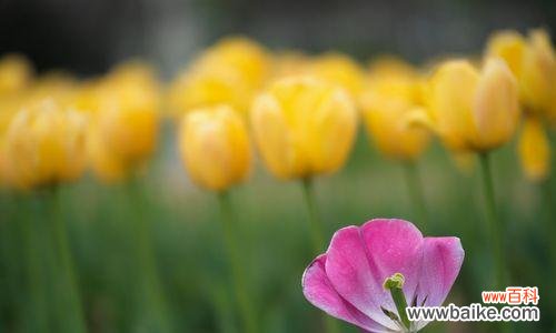 倾诉深情 永恒的祝福，郁金香代表无尽的爱