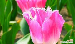 探索郁金香的美丽与深意 郁金香的寓意与象征