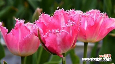 郁金香花的文化背景和象征意义 郁金香花的意义及象征