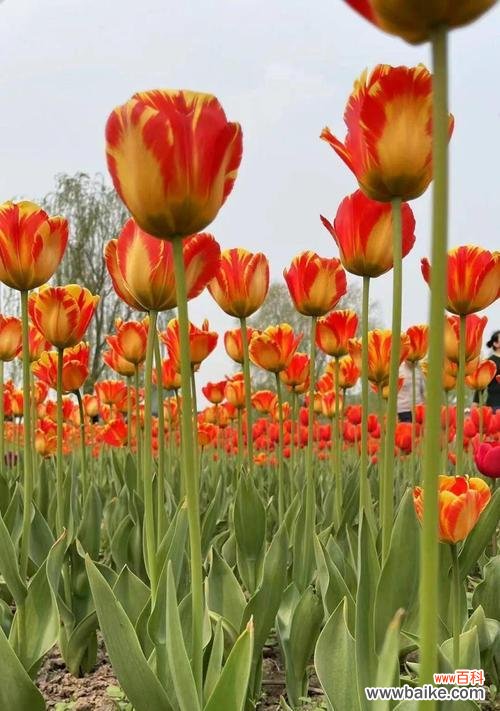 用花言巧语传达心意 郁金香花语